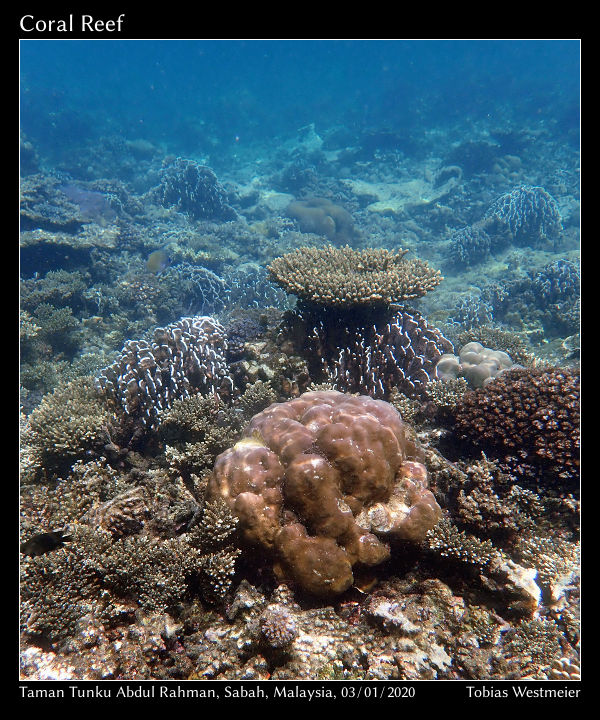 Coral Reef