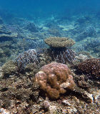 Coral Reef