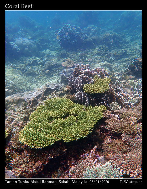 Coral Reef