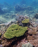 Coral Reef