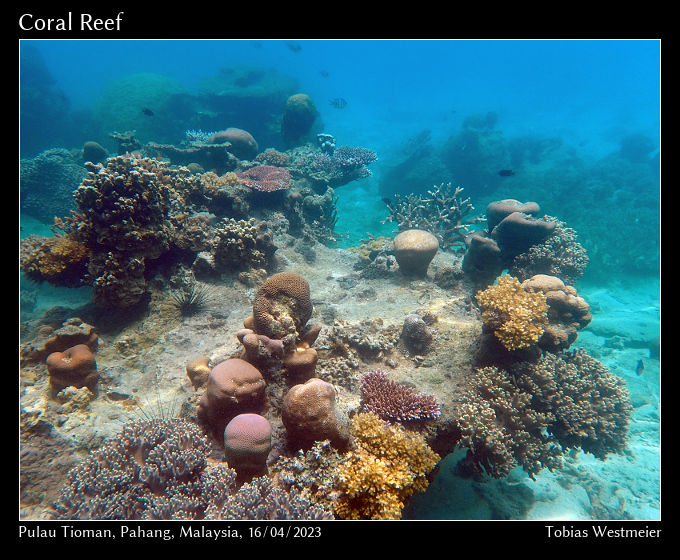 Coral Reef