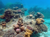 Coral Reef