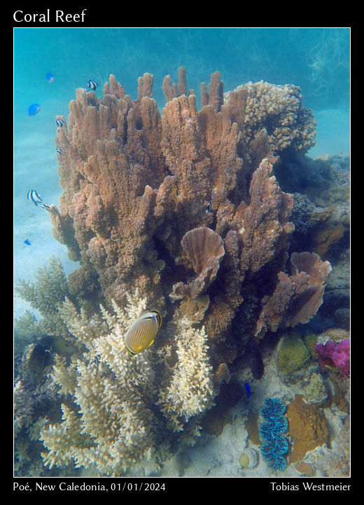 Coral Reef, Poé