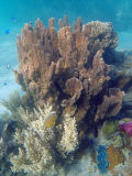 Coral Reef, Poé