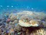 Coral Reef, Poé