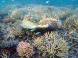 Coral Reef, Poé