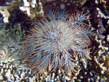 Crown-of-thorns Starfish (Acanthaster planci)