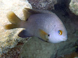 Dusky Farmerfish (Stegastes nigricans)