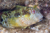 False Tasmanian Blenny (Parablennius postoculomaculatus)
