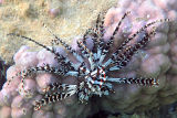 Featherstar (Crinoidea)