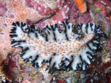 Flatworm (Maritigrella fuscopunctata)