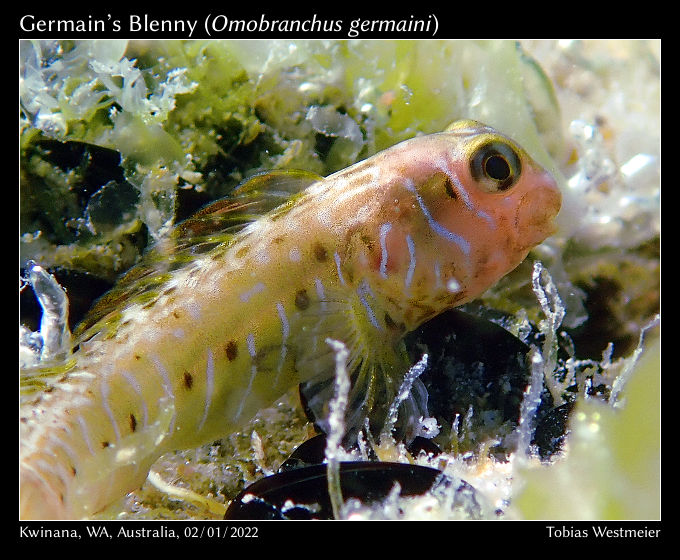 Germain’s Blenny (Omobranchus germaini)