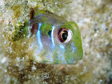 Germain’s Blenny (Omobranchus germaini)