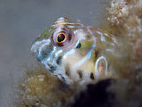 Germain’s Blenny (Omobranchus germaini)