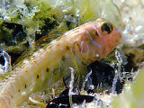 Germain’s Blenny (Omobranchus germaini)