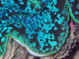Giant Clam (Tridacna sp.)