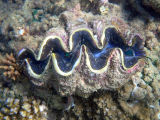 Giant Clam (Tridacna sp.)
