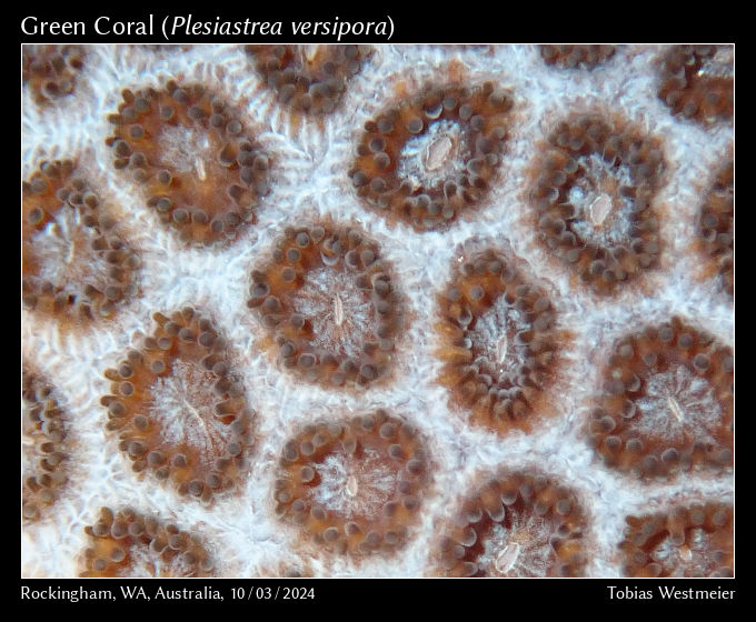 Green Coral (Plesiastrea versipora)