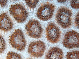Green Coral (Plesiastrea versipora)