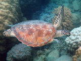 Green Sea Turtle (Chelonia mydas)
