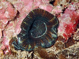 Green Solitary Coral (Homophyllia australis)