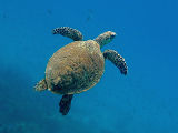 Hawksbill Sea Turtle (Eretmochelys imbricata)