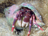 Hermit Crab (Calcinus sp.)