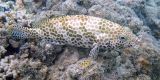 Honeycomb Grouper (Epinephelus merra)