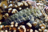 Jewelled Blenny (Salarias fasciatus)