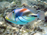 Lagoon Triggerfish (Rhinecanthus aculeatus)