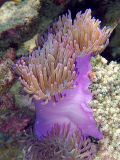 Magnificent Sea Anemone (Heteractis magnifica)