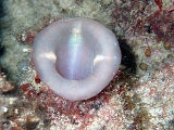 Mauve-mouth Ascidian (Herdmania grandis)