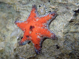 Sea Star (Meridiastra occidens)