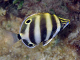 Moonlighter (Tilodon sexfasciatus)