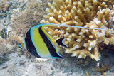 Moorish Idol (Zanclus cornutus)