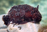 Nudibranch (Atagema intecta)