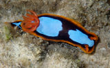 Nudibranch (Chromodoris westraliensis)