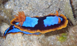 Nudibranch (Chromodoris westraliensis)