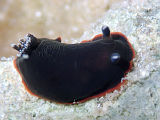 Nudibranch (Dendrodoris arborescens)