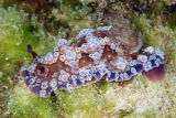 Nudibranch (Dendrodoris krusensternii)