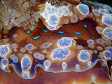 Nudibranch (Dendrodoris krusensternii)