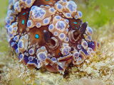 Nudibranch (Dendrodoris krusensternii)