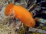 Nudibranch (Doriopsilla carneola)