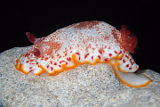 Nudibranch (Goniobranchus cf. tinctorius)