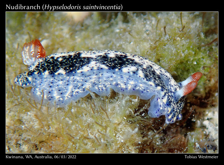 Nudibranch (Hypselodoris saintvincentia)