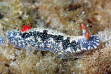 Nudibranch (Hypselodoris saintvincentia)