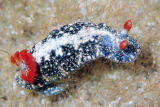 Nudibranch (Hypselodoris saintvincentia)