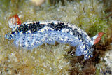 Nudibranch (Hypselodoris saintvincentia)