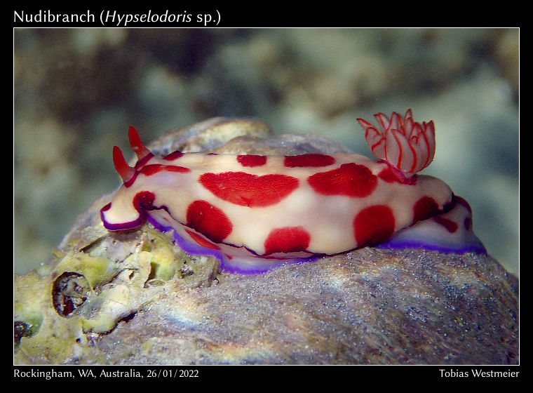 Nudibranch (Hypselodoris sp.)