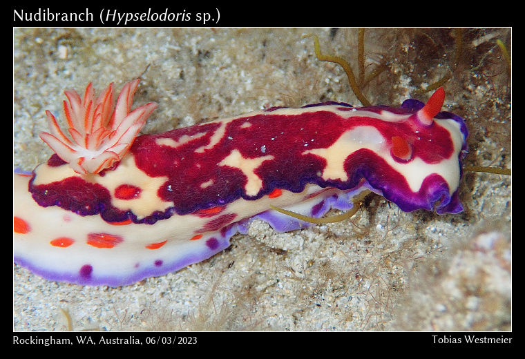 Nudibranch (Hypselodoris sp.)